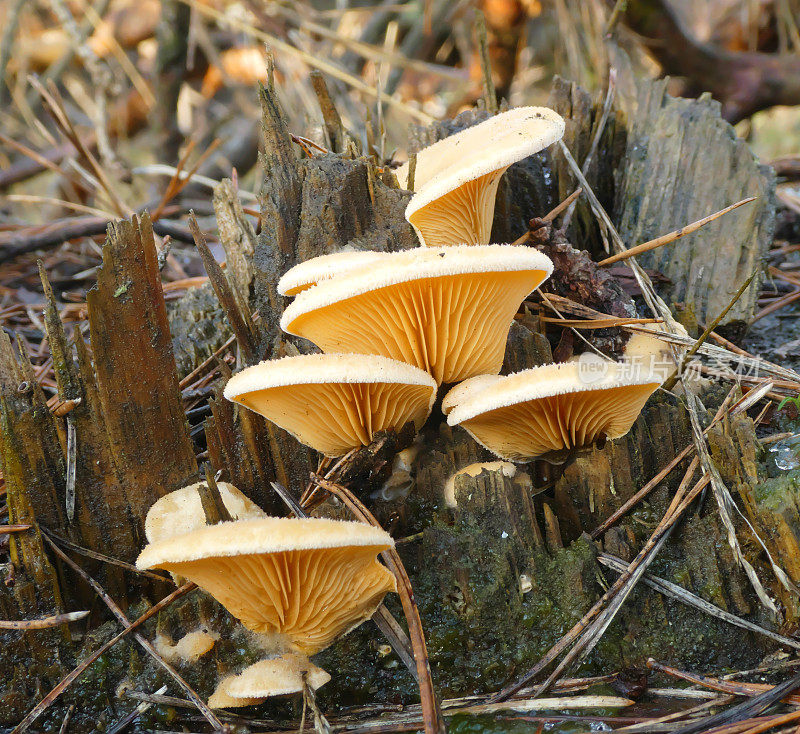 桔平菇(Phyllotopsis nidulans)